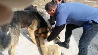 Hakkari’deki sokak hayvanları sağlık taramasından geçirildi