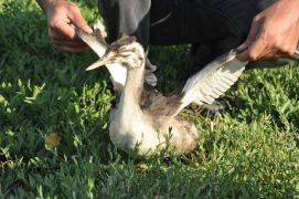 Bahri kuşu tedavisinin ardından doğaya bırakıldı