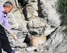 Kayalıklarda sıkışan köpek kurtarıldı