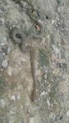 Çukurca’da engerek yılanı görüntülendi