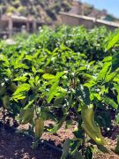 Okul bahçesinde organik sebze yetiştiriciliği